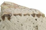 Unprepared Oreodont (Merycoidodon) Upper Skull -South Dakota #249262-4